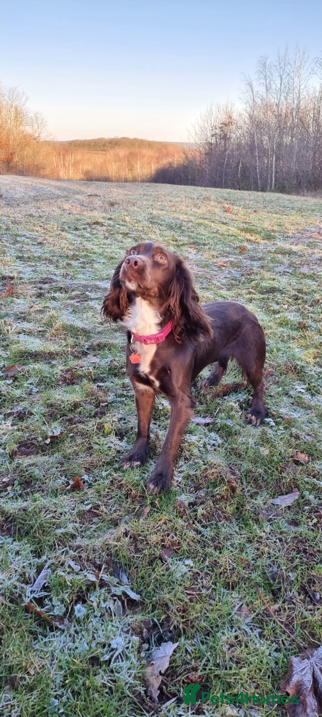 Mixed Breed dogs for sale: Beautiful Female sproker  - Image 3