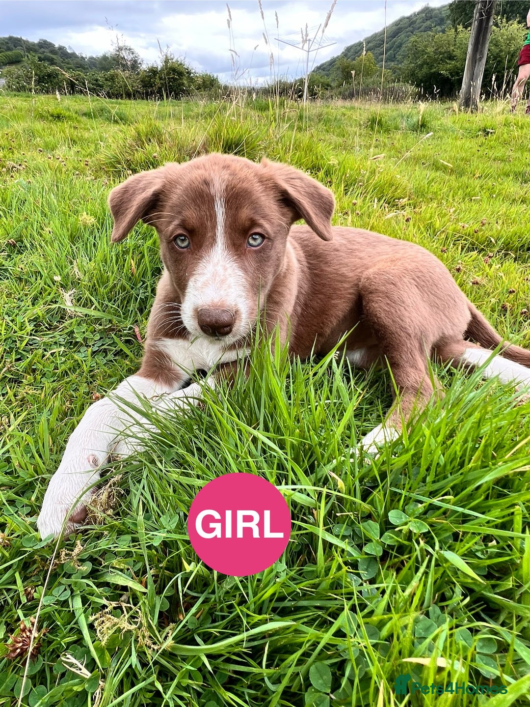 Border Collie dogs for sale: Border Collie pups looking for their forever home - Image 4