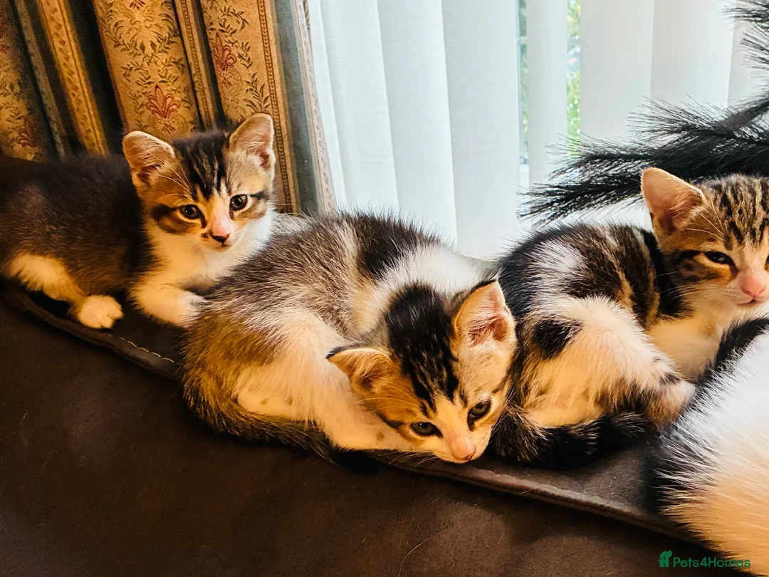 Mixed Breed cats for sale: Kittens for sale - Advert 2