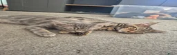 Maine Coon cats for sale: 💥😻 READY NOW 1 LEFT Mainecoon x ragdoll 😻💥 - Advert 5