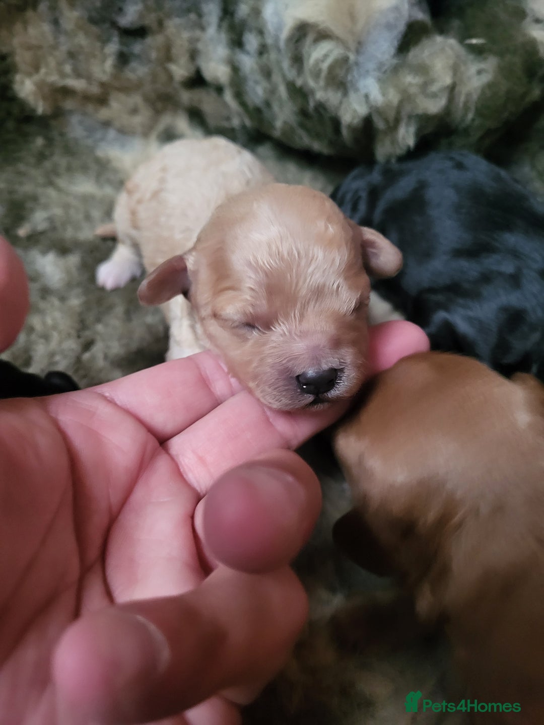 Cavapoo dogs for sale: F2 Cavapoo Gorgeous Babies!  - Image 6