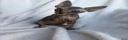 Sphynx cats for sale: Gorgeous stripped Sphynx kittens - Advert 15