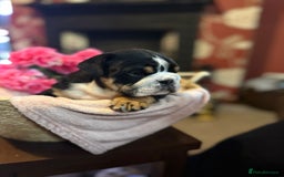 English Bulldog dogs for sale: 💙💗 exceptional English bulldog puppies 💗 💙  - Image 16