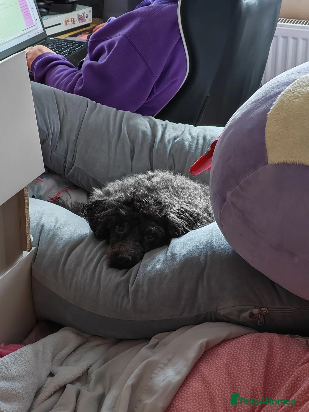 Miniature Poodle dogs for sale: 5yr old Poodle needs a child free home - Advert 4