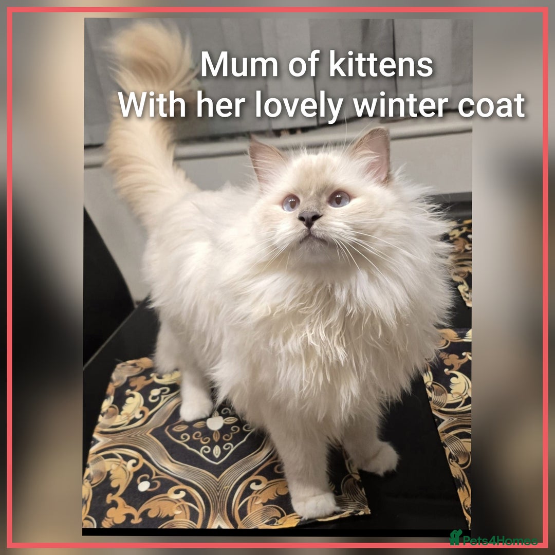 Ragdoll cats for sale: Ragdollkittens health tested gccf/tica parents  - Image 21