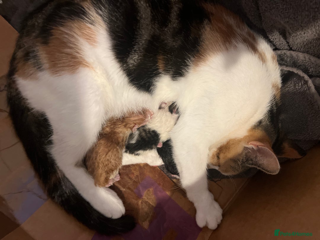 Mixed Breed cats for sale: Please read post. 5 beautiful kittens available  - Image 2