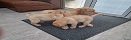 Labrador Retriever dogs for sale: Labrador very cute and playful puppies  - Advert 15
