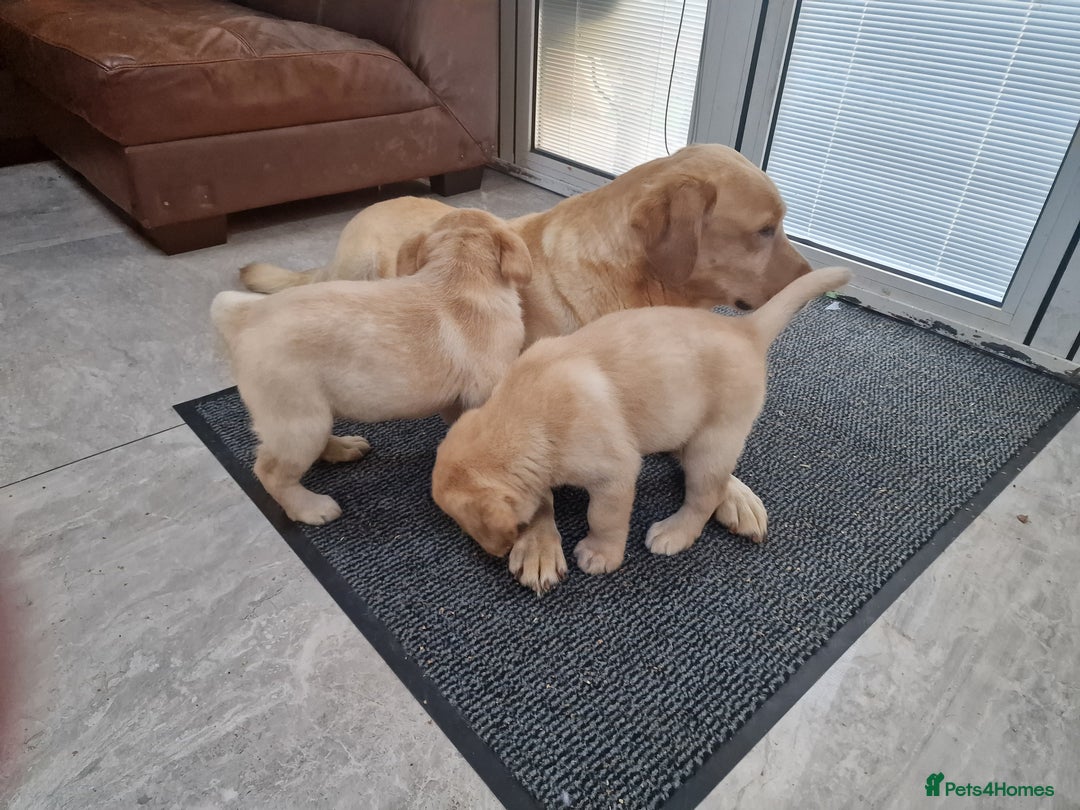 Labrador Retriever dogs for sale: Labrador very cute and playful puppies  - Advert 15