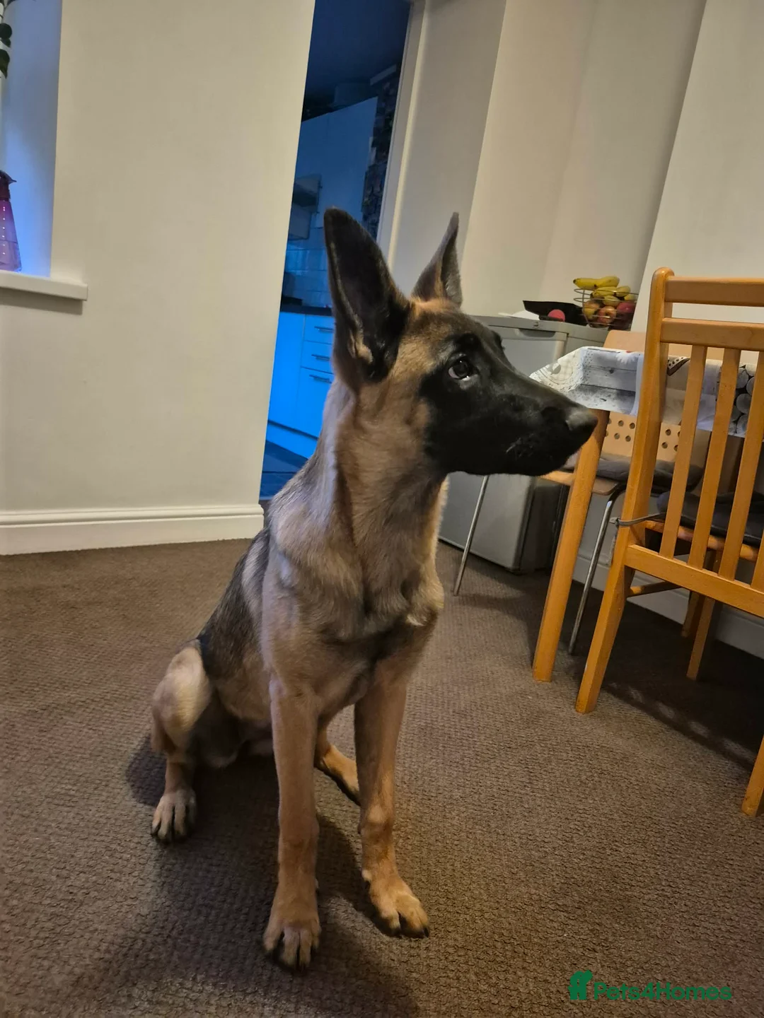 Belgian Shepherd Dog dogs for sale: Belgian Malinois in Newport - Advert 2