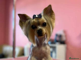 Yorkshire Terrier dogs Adorable Yorkshire terrier male - Advert 14