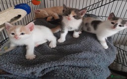 Mixed Breed cats for sale: Beautifully marked kittens  - Image 7