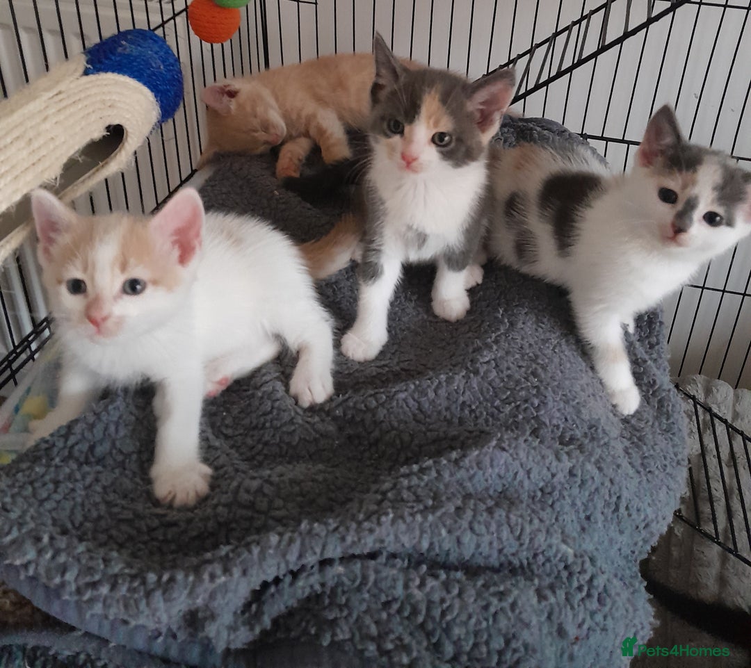 Mixed Breed cats for sale: Beautifully marked kittens  - Image 7