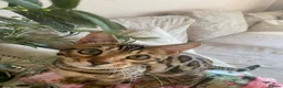 Bengal cats for sale: Make bengal kitten  - Advert 7