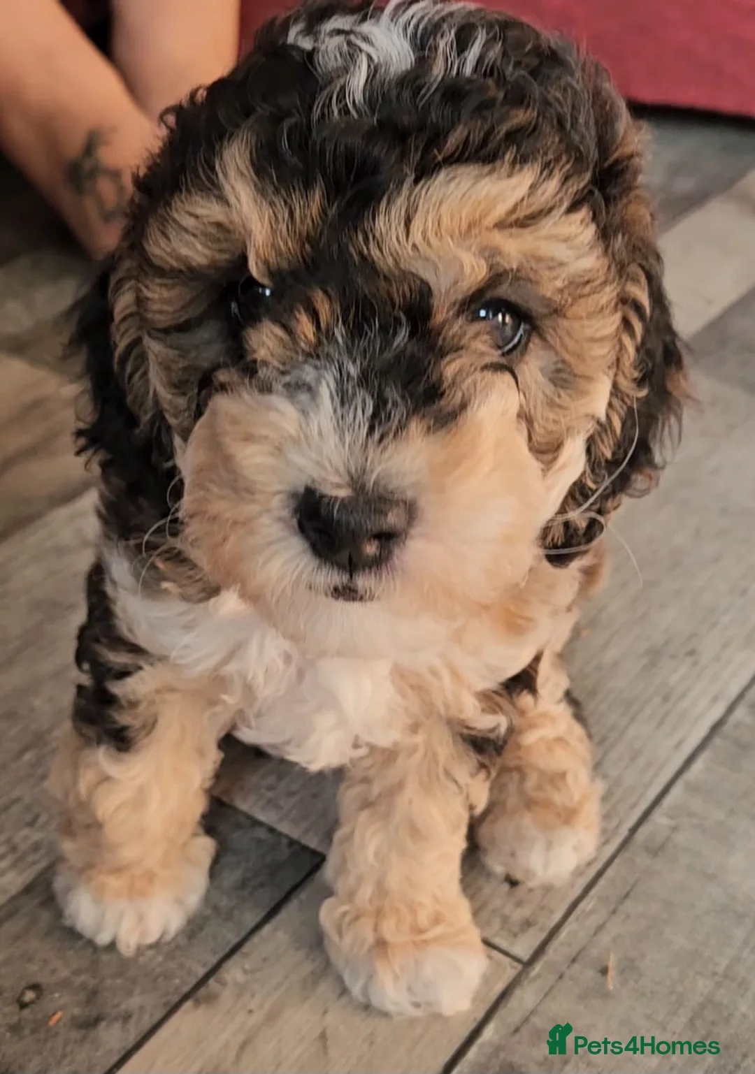 Cockapoo dogs for sale: LAST IN LITTER* Gorgeous sable Cockapoo girl.  - Advert 13