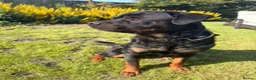Rottweiler dogs for sale: 🐾 EXCEPTIONAL ROTTWEILER PUPPIES  - Advert 5