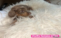 Miniature Dachshund dogs for sale: Miniature dachshund puppies excellent quality  - Image 10