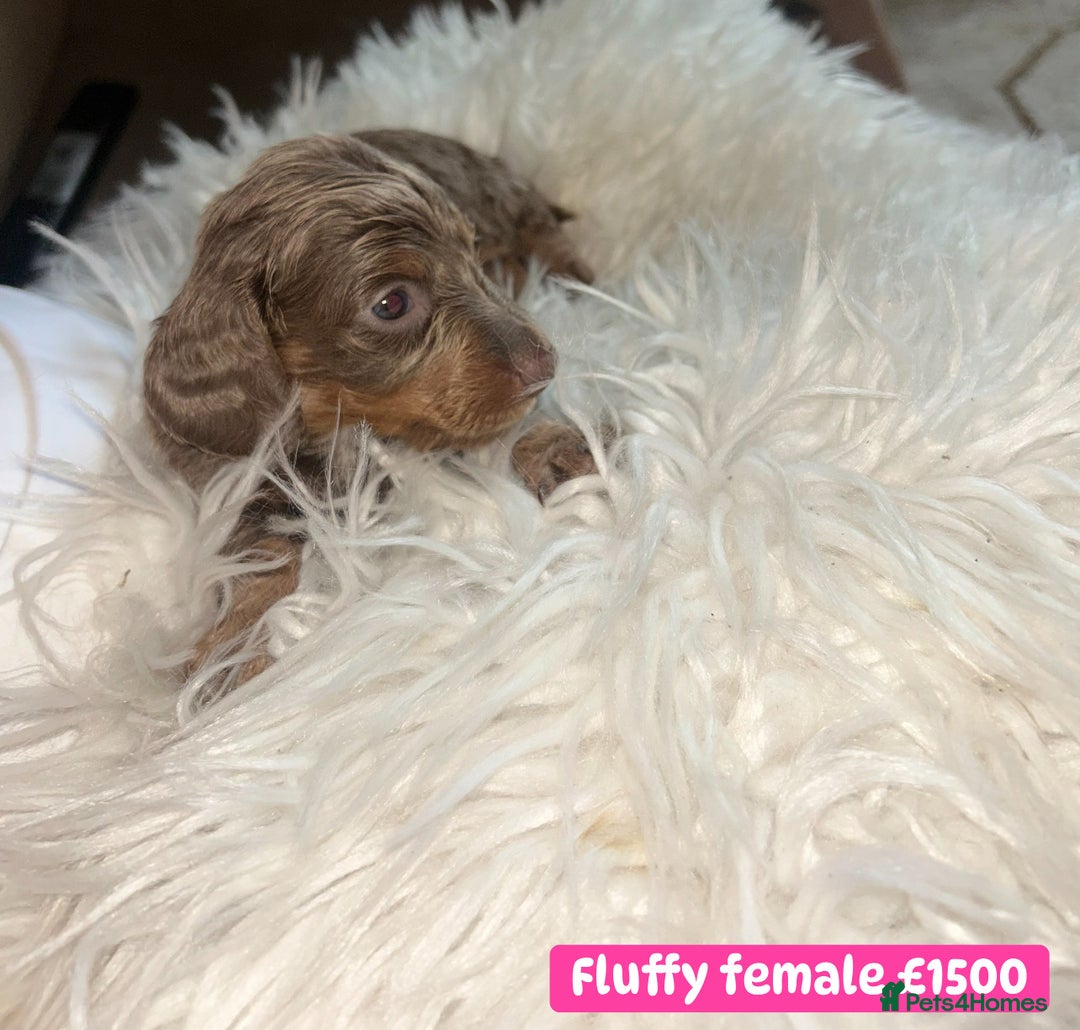 Miniature Dachshund dogs for sale: Miniature dachshund puppies excellent quality  - Image 10