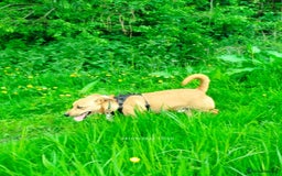 Mixed Breed dogs for sale: Gorgeous 9 month old puppy  - Image 3