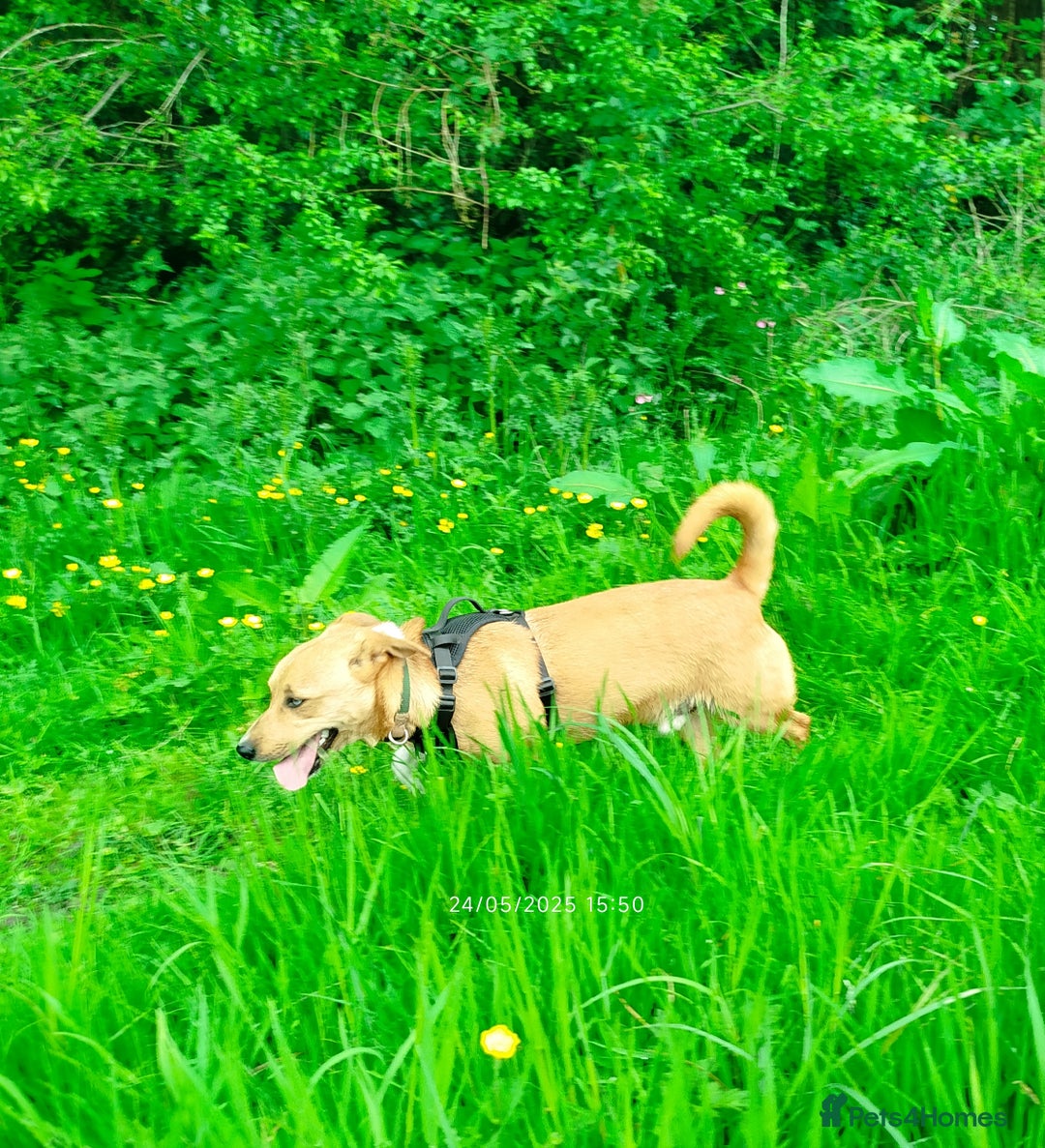 Mixed Breed dogs for sale: Gorgeous 9 month old puppy  - Image 3