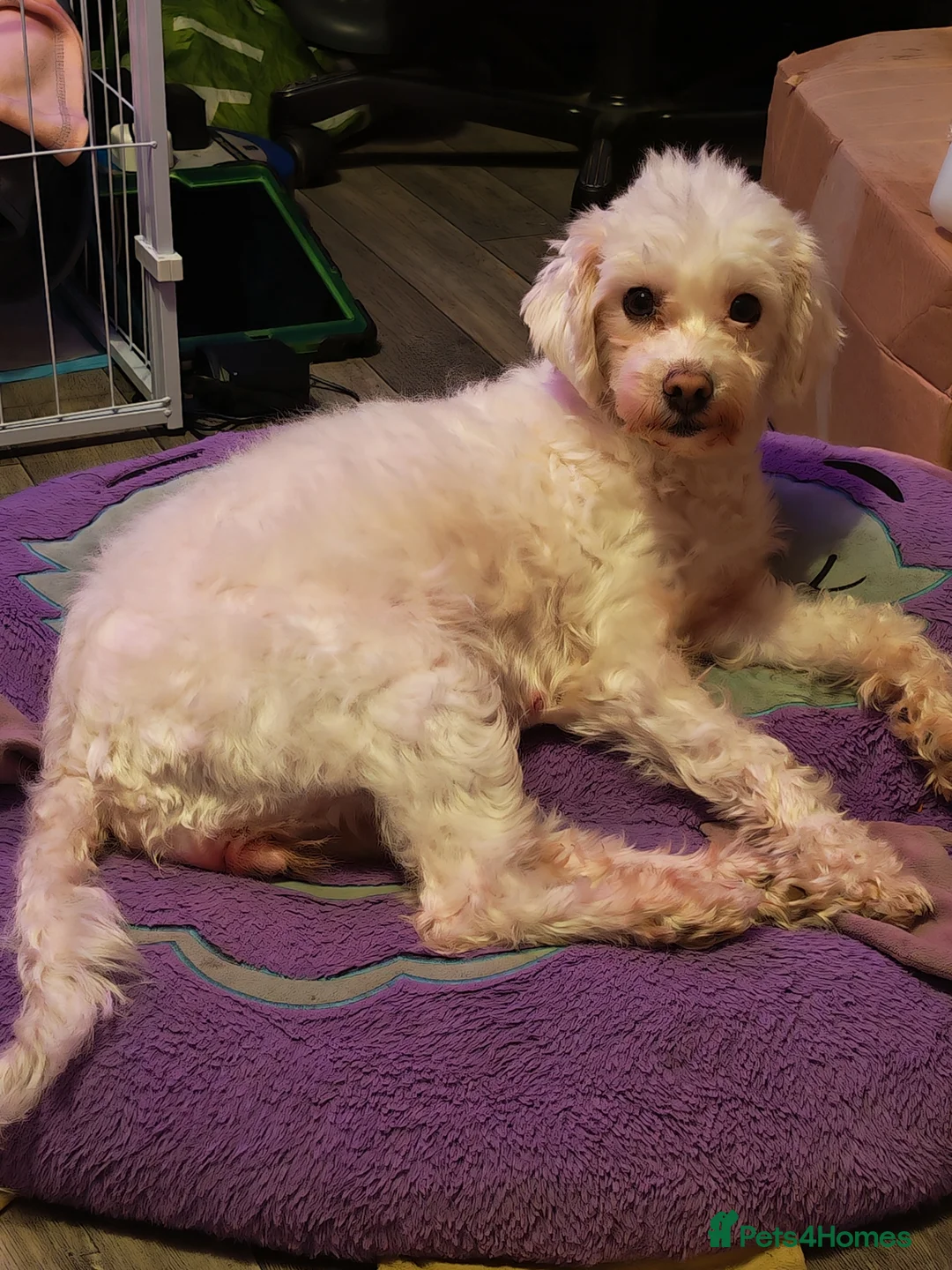 Mixed Breed dogs for sale: Maltipoo x Coton de Tulear Puppies – 5 Males - Advert 37