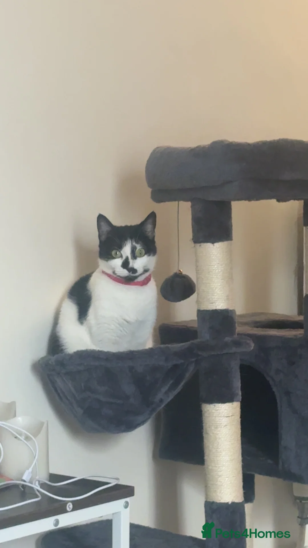 British Shorthair cats for sale: Fluffy  in London - Advert 2