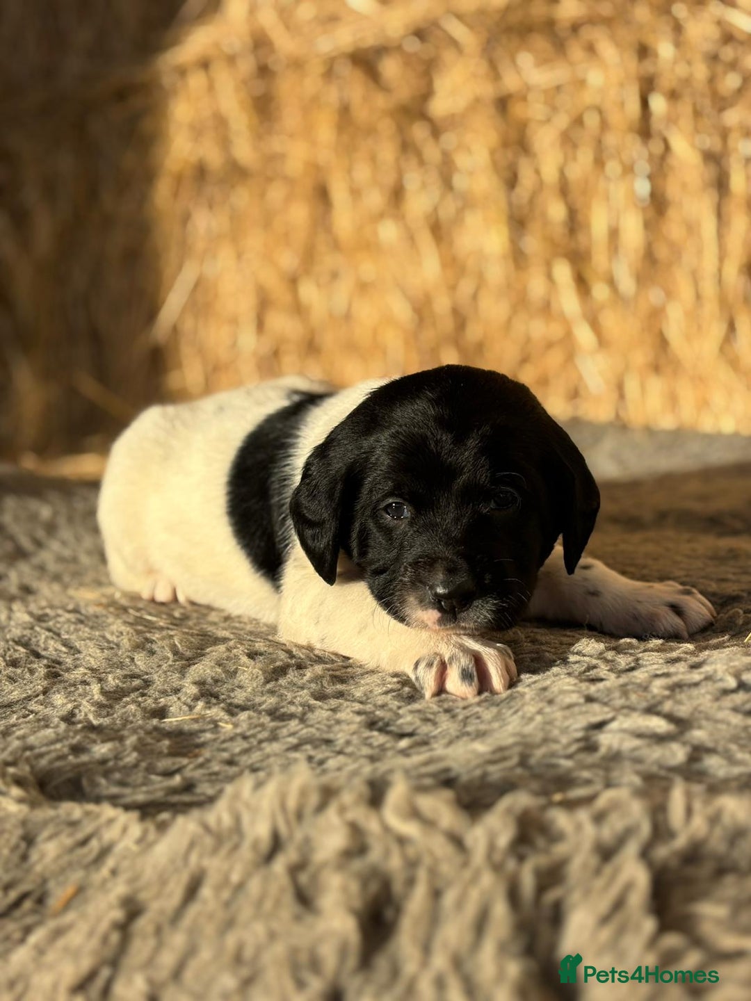 Springador dogs for sale: Springador Puppies - Advert 12