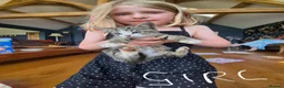 Mixed Breed cats for sale: Beautifully marked kittens . - Advert 25