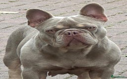 French Bulldog dogs for sale: French bulldog Isabella Girl available now in Farnborough - Image 1