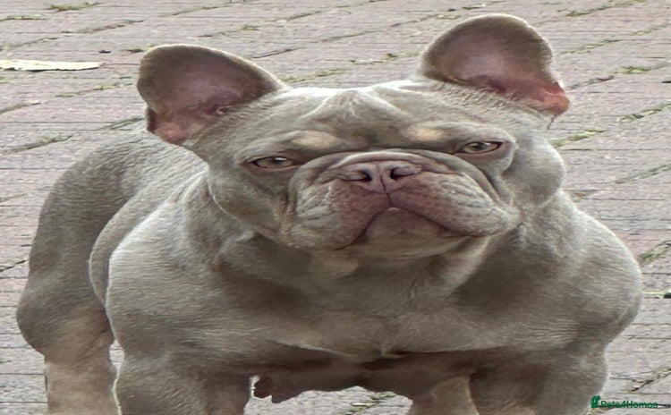 French Bulldog dogs in Farnborough - Advert 7