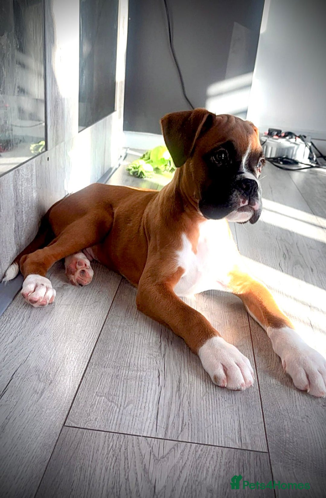 Boxer dogs for sale: READY NOW !!!! 1 GIRl 1 BOY LEFT  - Advert 5