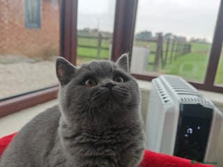 British Shorthair cats Last blue girl BSH TICA registered - Advert 13