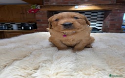Golden Retriever dogs for sale: Outstanding Rich Red Golden Retrievers  - Image 6