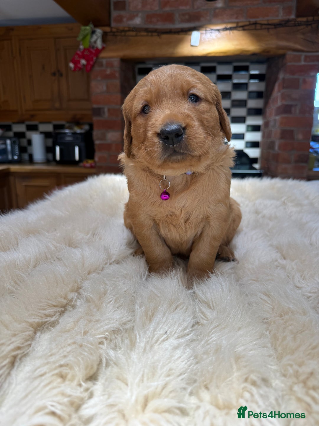 Golden Retriever dogs for sale: Outstanding Rich Red Golden Retrievers  - Image 6