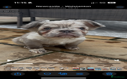 French Bulldog dogs for sale: *Fluffy Merle French Bulldog Pups* - Image 14
