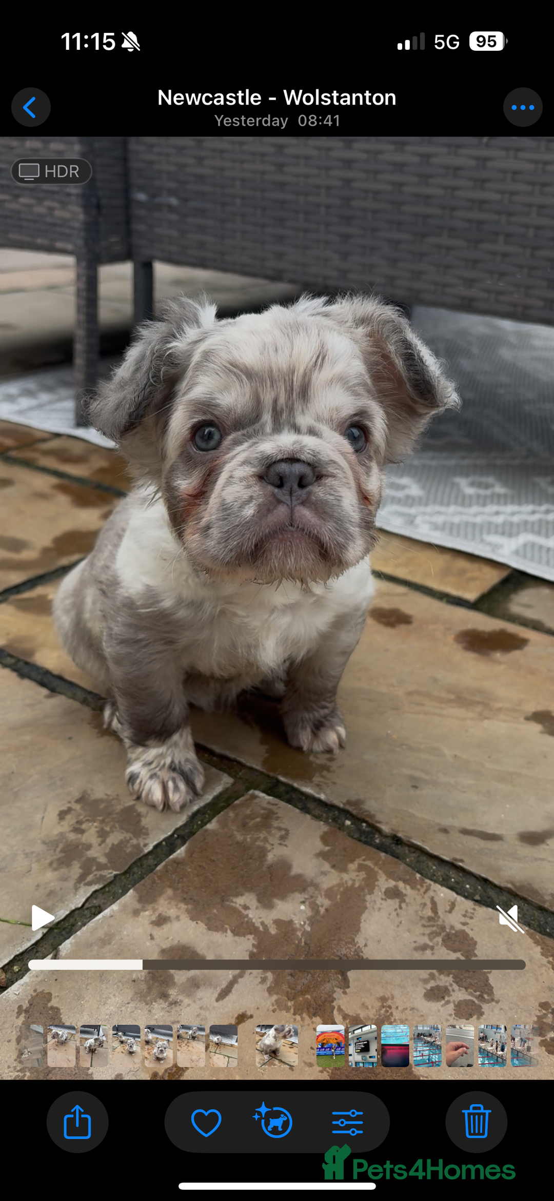 French Bulldog dogs for sale: *Fluffy Merle French Bulldog Pups* - Image 14