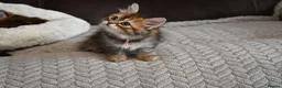 Siberian cats for sale: Pedigree Siberian Kittens from Tunguska House - Advert 3