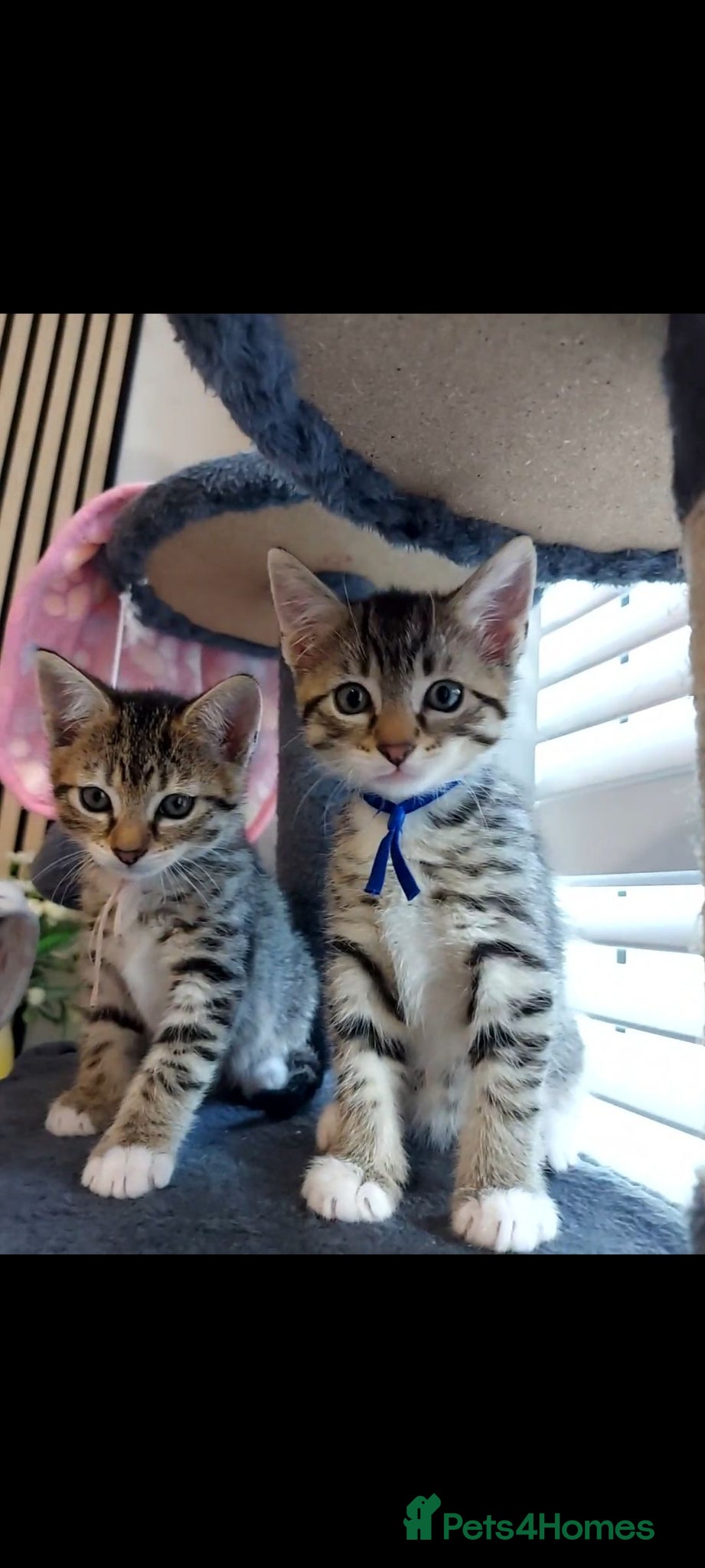Mixed Breed cats 3 cute kittens for loving home - Advert 3