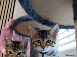 Mixed Breed cats 3 cute kittens for loving home - Advert 1