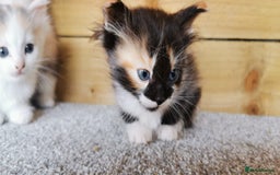 Siberian cats for sale: Registered Siberian Calico kittens  - Image 7