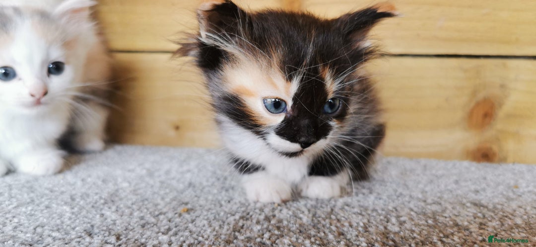 Siberian cats for sale: Registered Siberian Calico kittens  - Image 7