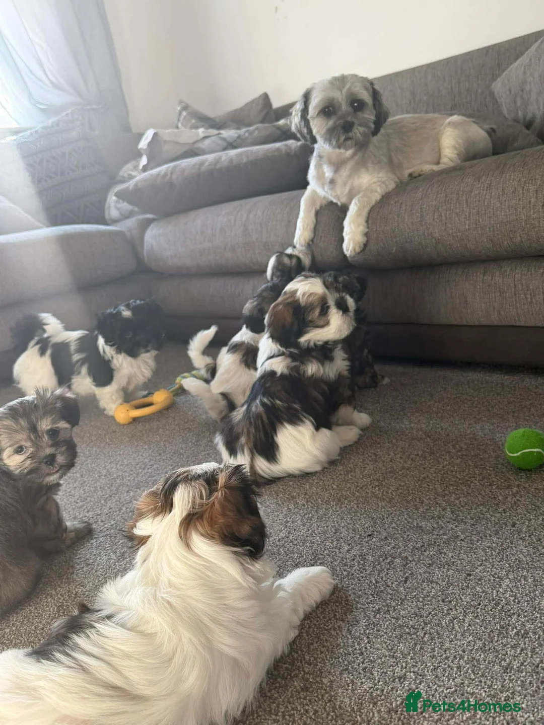 Lhasa Apso dogs for stud: Proven Lhasa Apso Stud – KC Registered - Advert 2