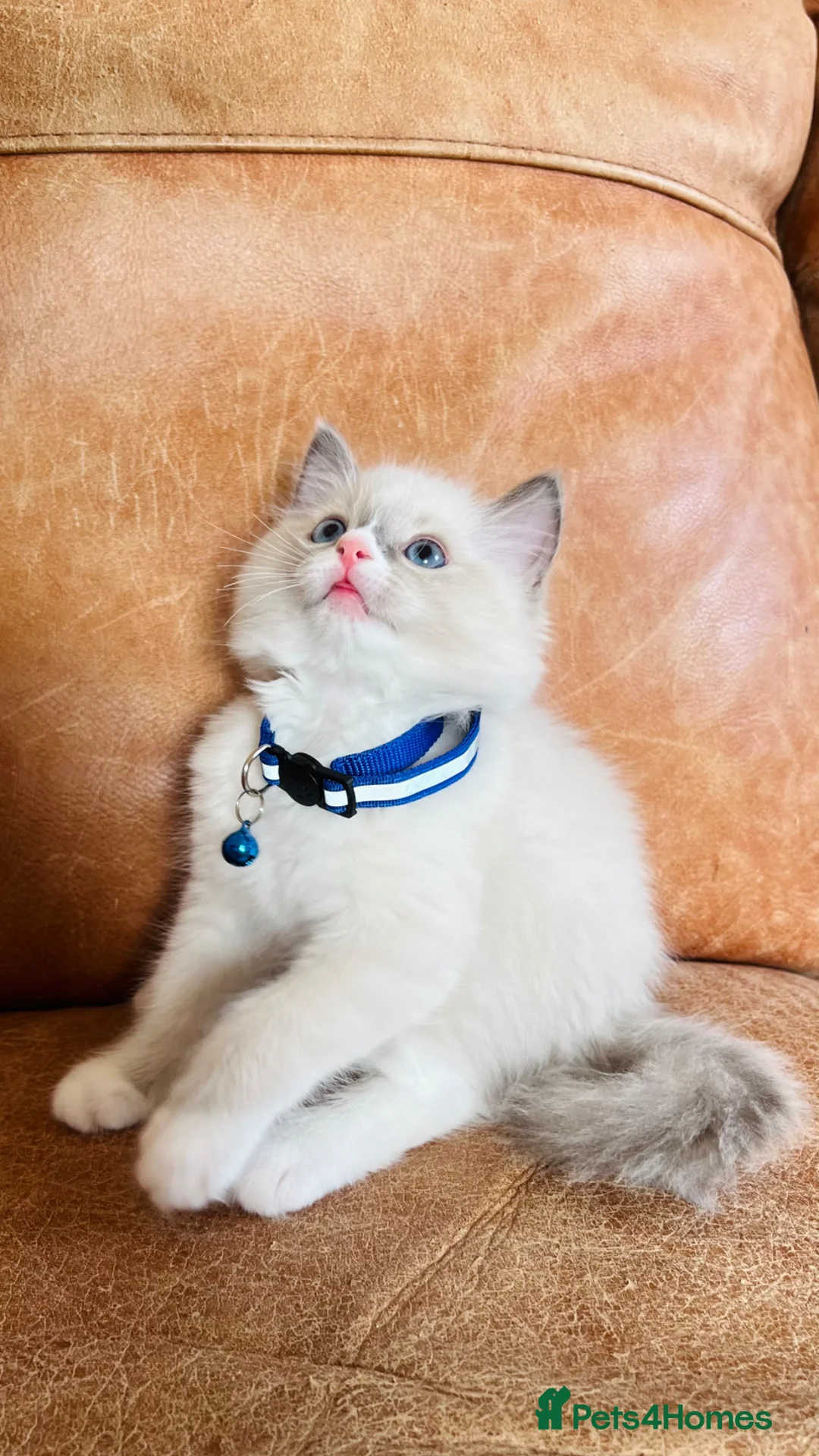 Ragdoll cats for sale: 🐈Pedigree Ragdoll Champion line 🏆 GCCF kittens  - Advert 40