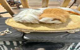 Guinea Pig rodents for sale: Swiss boar / Peruvian boar  in Wickford - Image 5