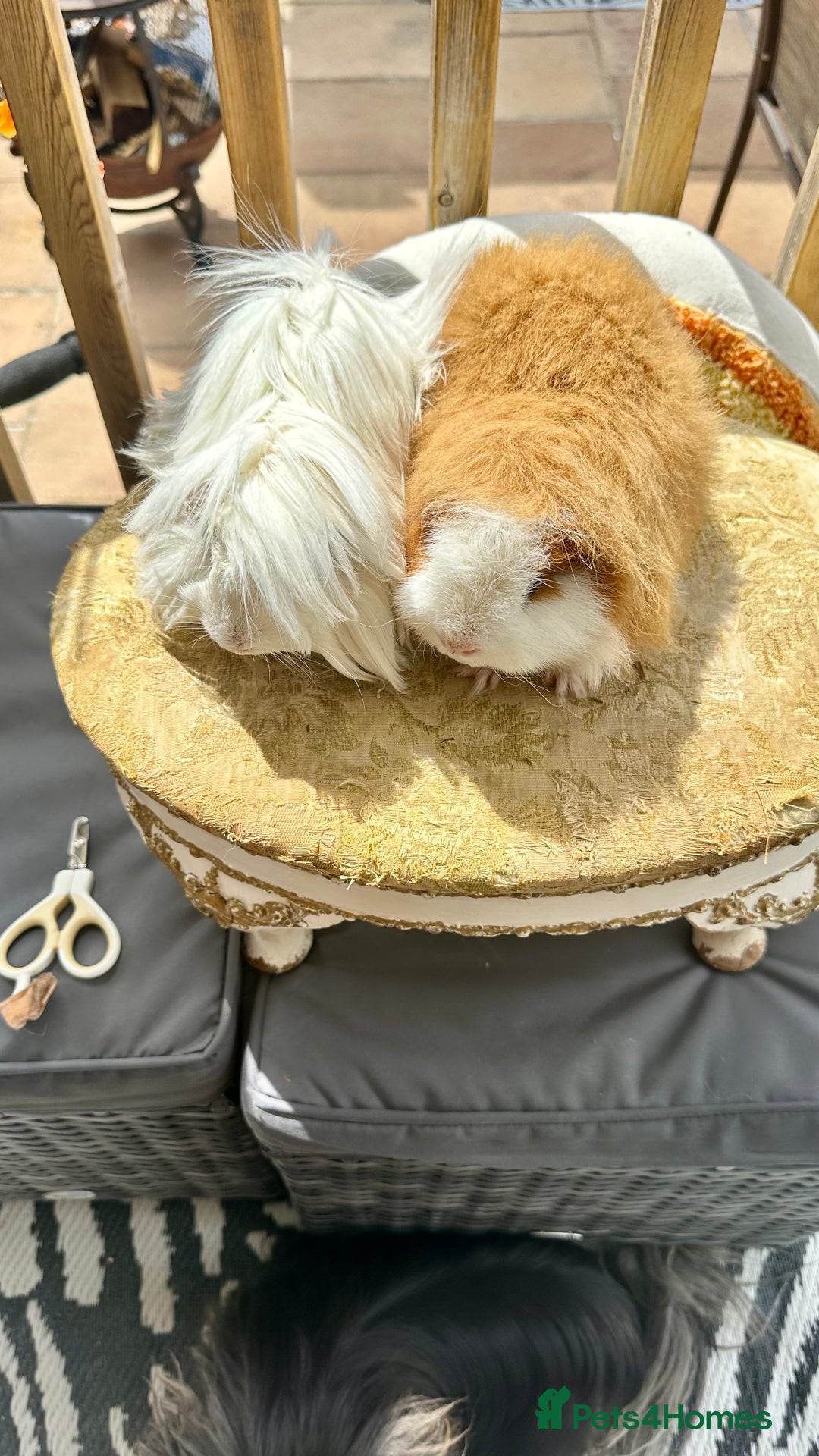 Guinea Pig rodents for sale: Swiss boar / Peruvian boar  in Wickford - Image 5