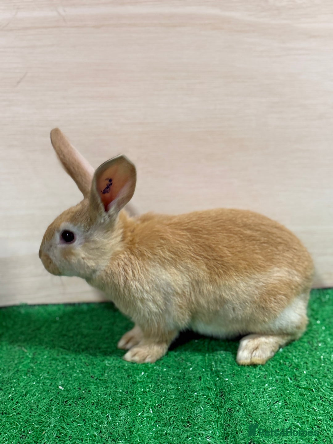 Silver Fox rabbits for sale: Silver Fox X Californian Kits. Does and Bucks - Advert 6