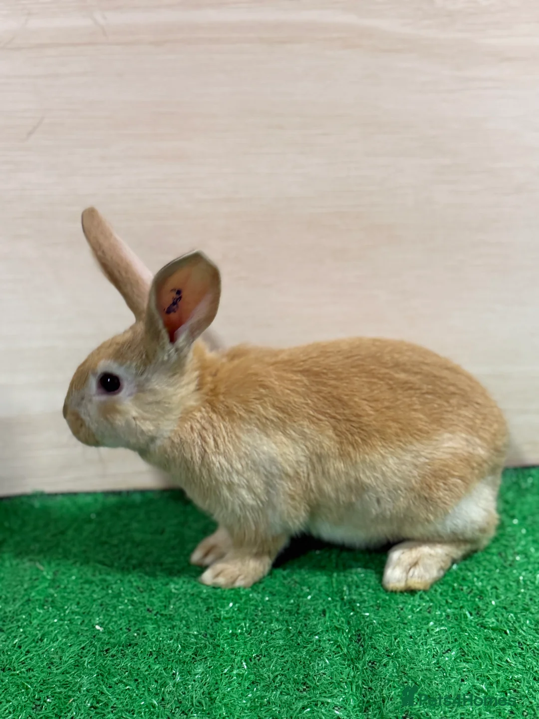 Silver Fox rabbits for sale: Silver Fox X Californian Kits. Does and Bucks - Advert 6