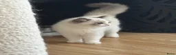 Ragdoll cats for sale: Pure breed GCCF Reg kittens - Advert 2