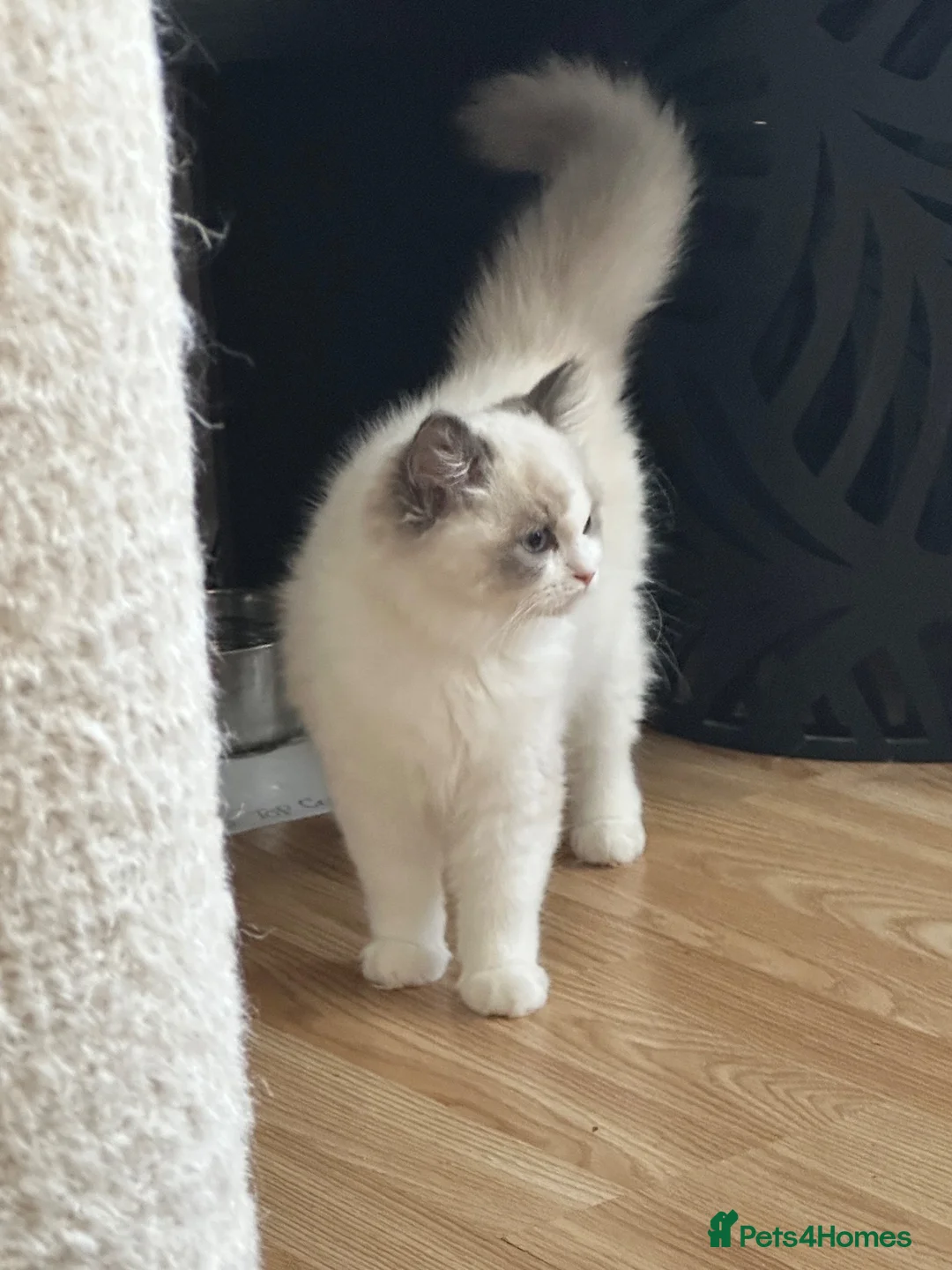 Ragdoll cats for sale: Pure breed GCCF Reg kittens - Advert 2
