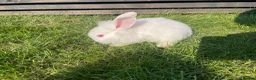 Mixed Breed rabbits for sale: Child friendly Mixed breed rabbits  - Advert 13