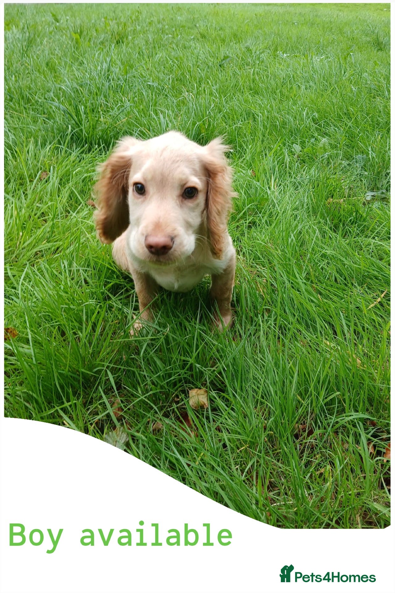 Cocker Spaniel dogs KC Registered Cocker Spaniel Puppies - Advert 2